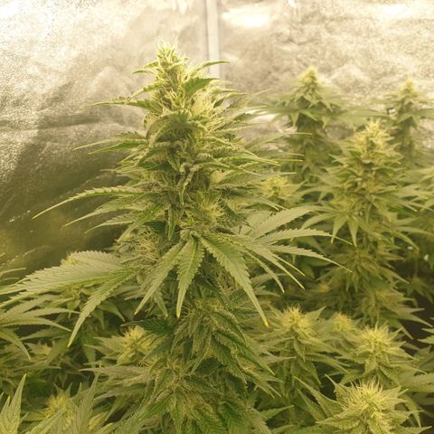 Captain Future growlog timeline photo