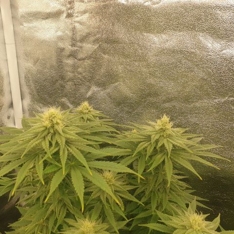 White Widow  growlog timeline photo
