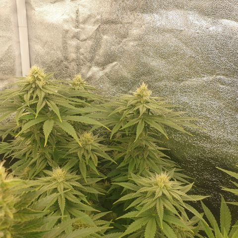 White Widow  growlog timeline photo