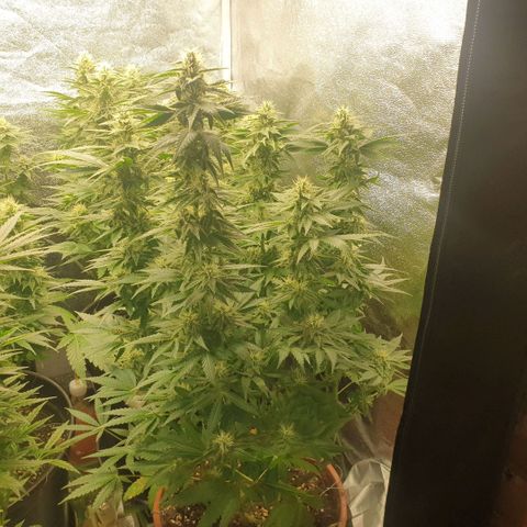 OG Kush growlog timeline photo