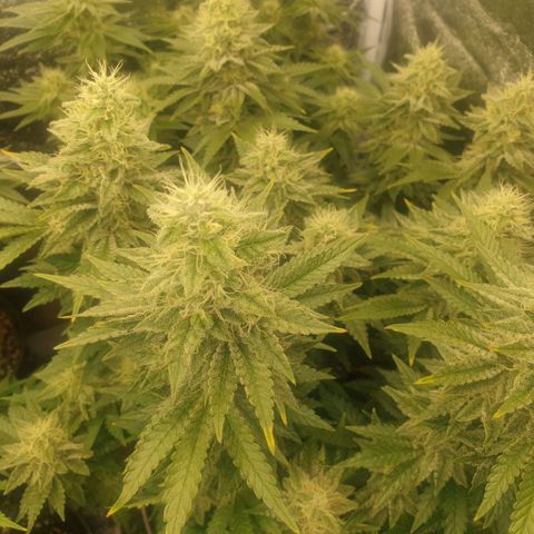 Captain Future growlog timeline photo