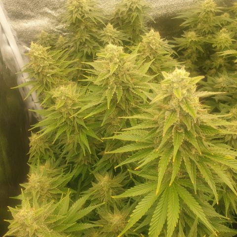 Captain Future growlog timeline photo