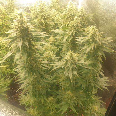 OG Kush growlog timeline photo