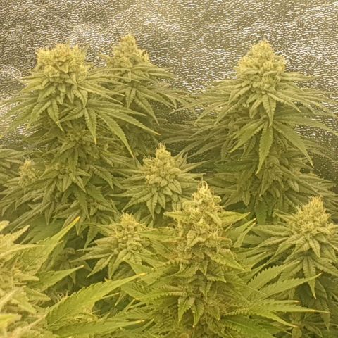 White Widow  growlog timeline photo