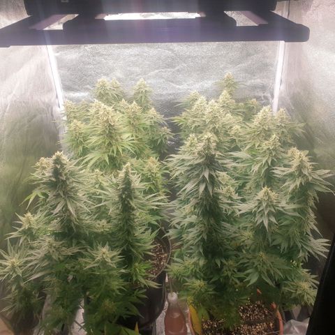 White Widow  growlog timeline photo