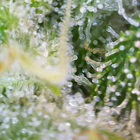 White Widow  growlog timeline photo