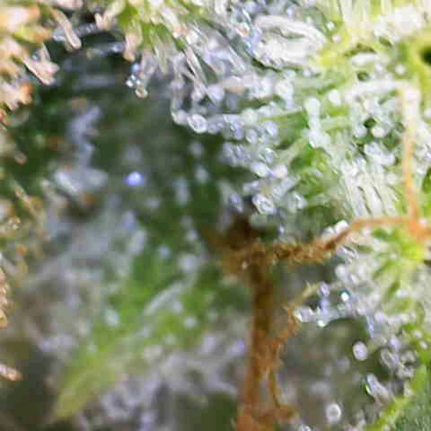 White Widow  growlog timeline photo