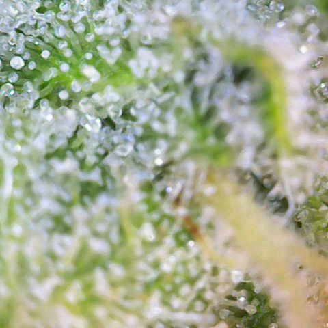 White Widow  growlog timeline photo