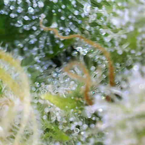 White Widow  growlog timeline photo