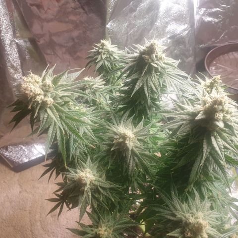 White Widow  growlog timeline photo