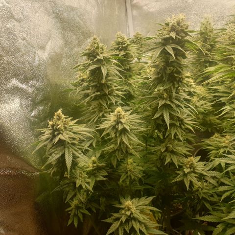 White Widow  growlog timeline photo