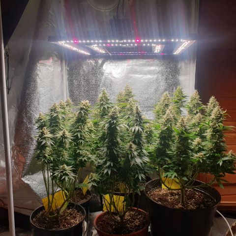 White Widow  growlog timeline photo