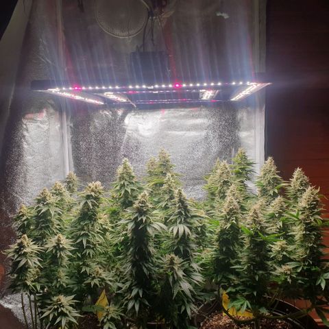 White Widow  growlog timeline photo