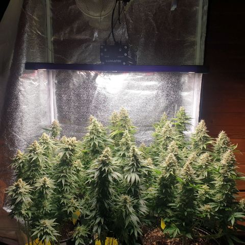 White Widow  growlog timeline photo