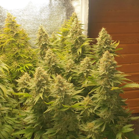 Captain Future growlog timeline photo