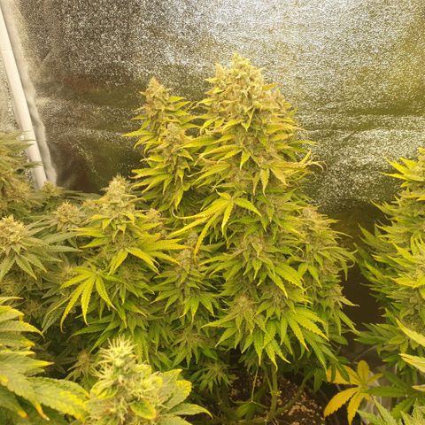 Captain Future growlog timeline photo