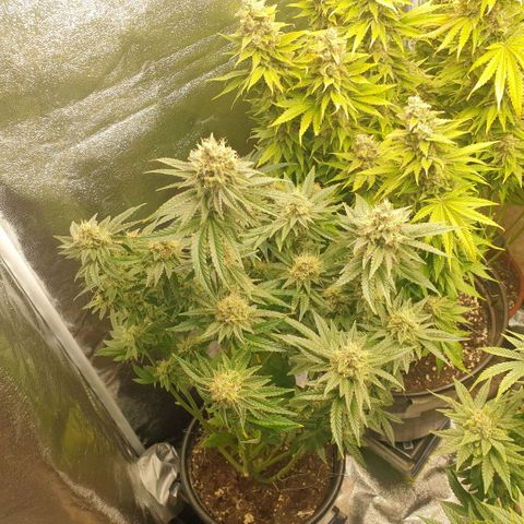Captain Future growlog timeline photo