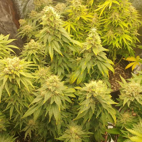 OG Kush growlog timeline photo
