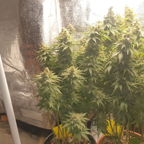 White Widow  growlog timeline photo