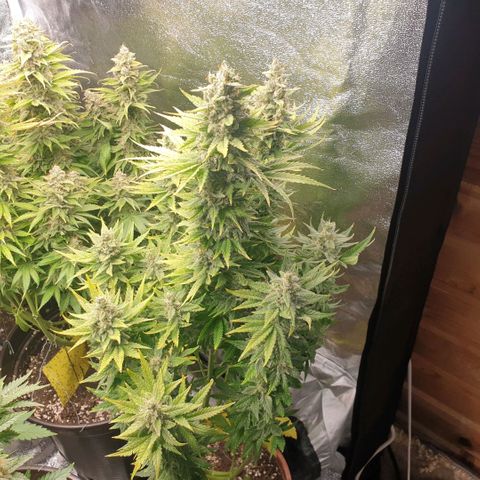 White Widow  growlog timeline photo