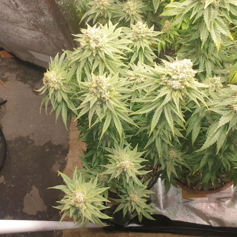 White Widow  growlog timeline photo