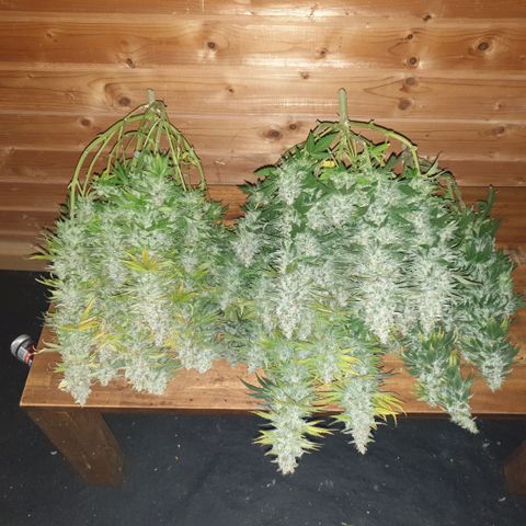 White Widow  growlog timeline photo