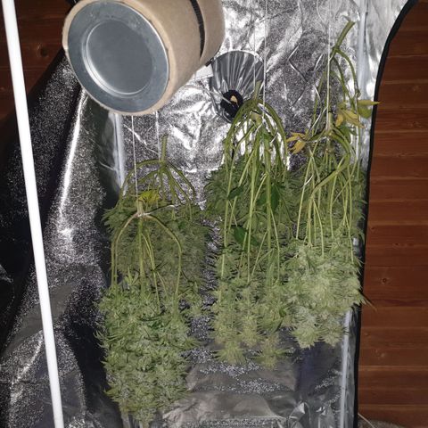 White Widow  growlog timeline photo