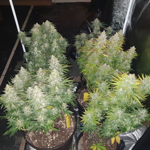 White Widow  growlog timeline photo