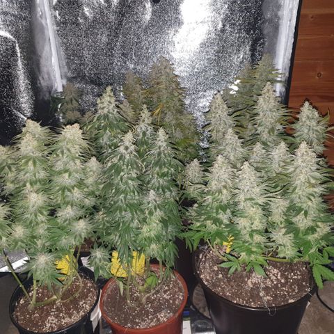 White Widow  growlog timeline photo
