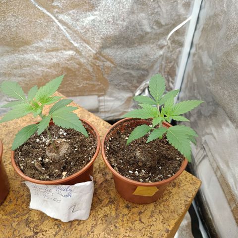 Hindu Kush growlog timeline photo