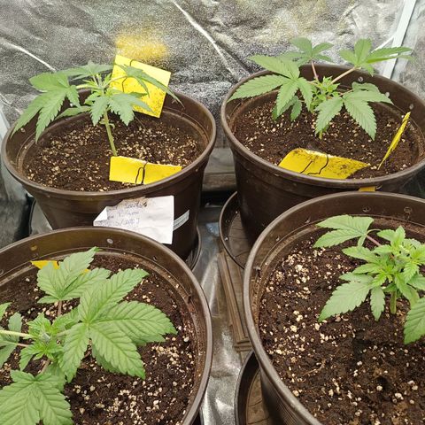 Green Poison growlog photo: Links Green Poison / Recht Hindu Kush