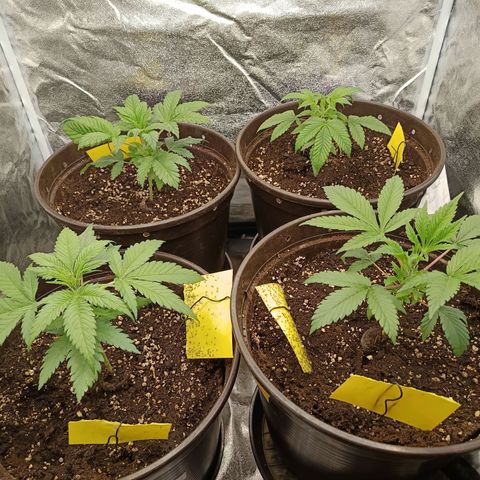 Hindu Kush growlog timeline photo