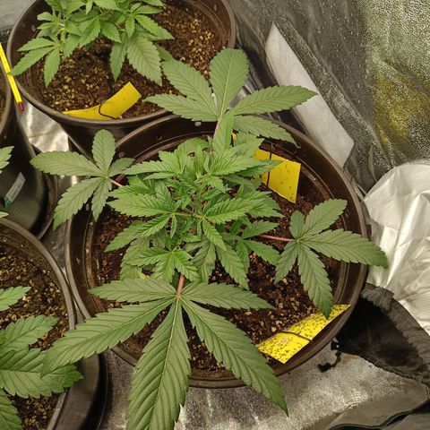 Hindu Kush growlog timeline photo
