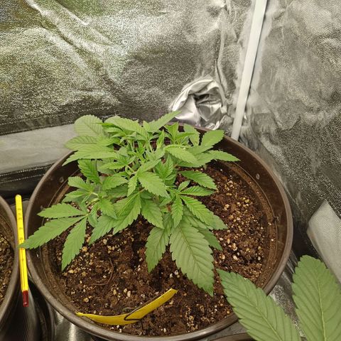Hindu Kush growlog timeline photo