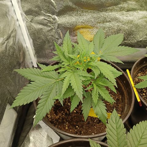 Green Poison growlog timeline photo