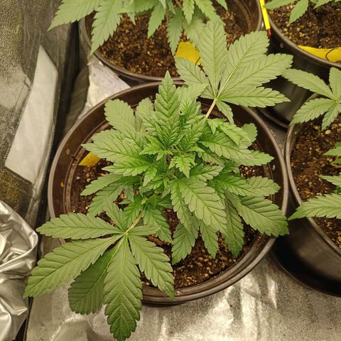 Green Poison growlog timeline photo