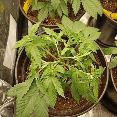 Green Poison growlog timeline photo