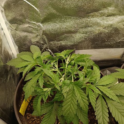 Green Poison growlog timeline photo