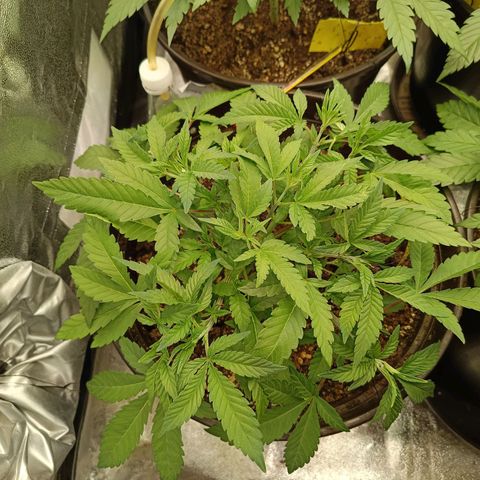 Hindu Kush growlog timeline photo
