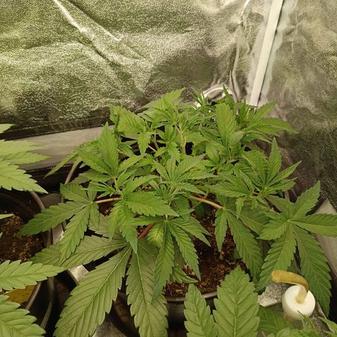 Hindu Kush growlog timeline photo