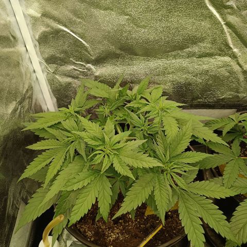 Green Poison growlog timeline photo