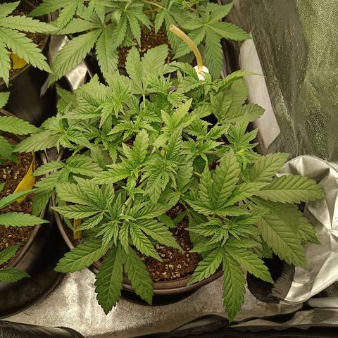 Green Poison growlog timeline photo
