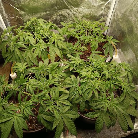 Green Poison growlog timeline photo