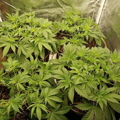 Green Poison growlog timeline photo