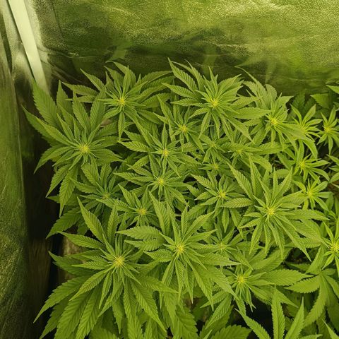 Green Poison growlog timeline photo