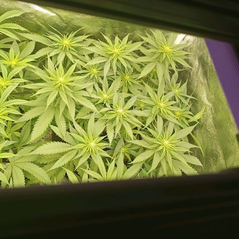 Green Poison growlog timeline photo