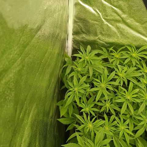 Hindu Kush growlog timeline photo