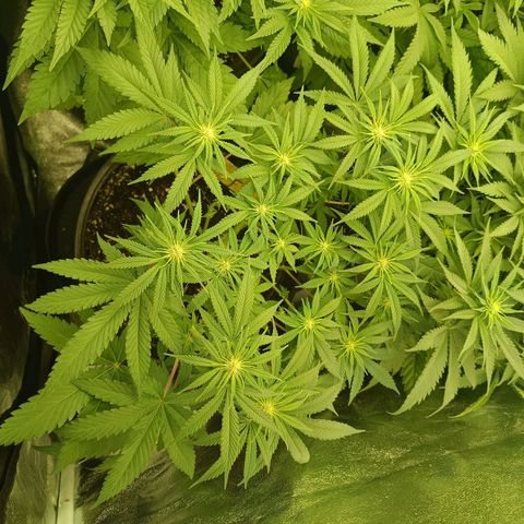 Hindu Kush growlog timeline photo