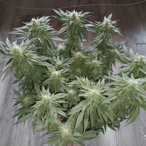 Hindu Kush growlog timeline photo