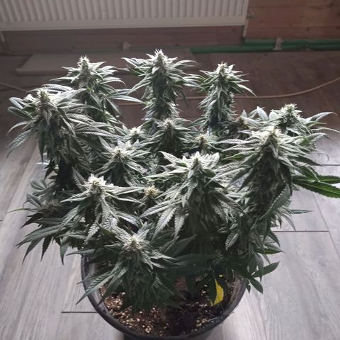 Hindu Kush growlog timeline photo